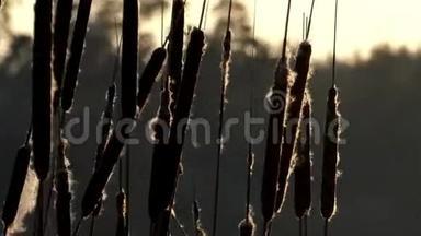 日落时，在湖上迎风摇曳的野生芦苇。 近距离射击。